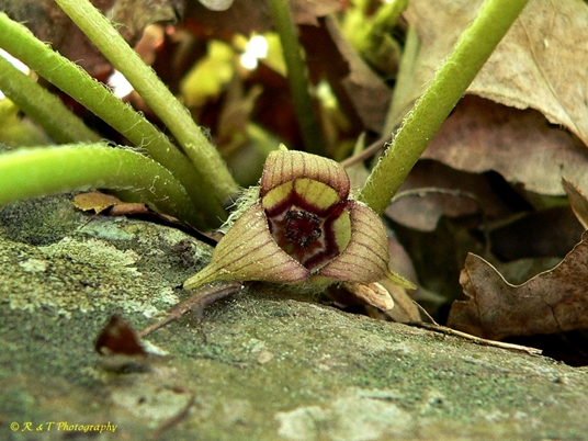 {Asarum reflexum}